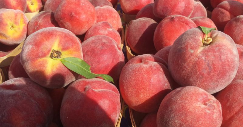 Cách chọn mua đào tươi ngon